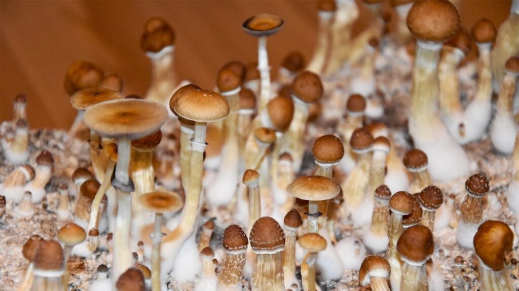 Oregon Becomes The First State With Legal "Magic" Shrooms