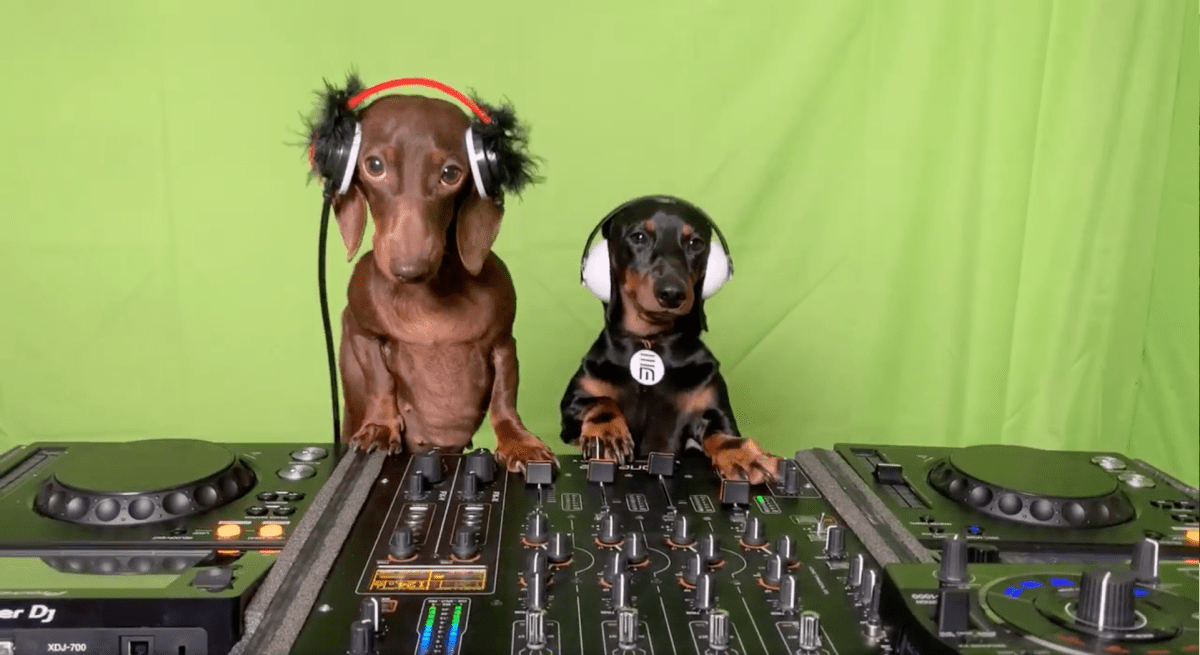 Celebrate National DJ Day With Freddie and Frida, the DJing Dachshunds