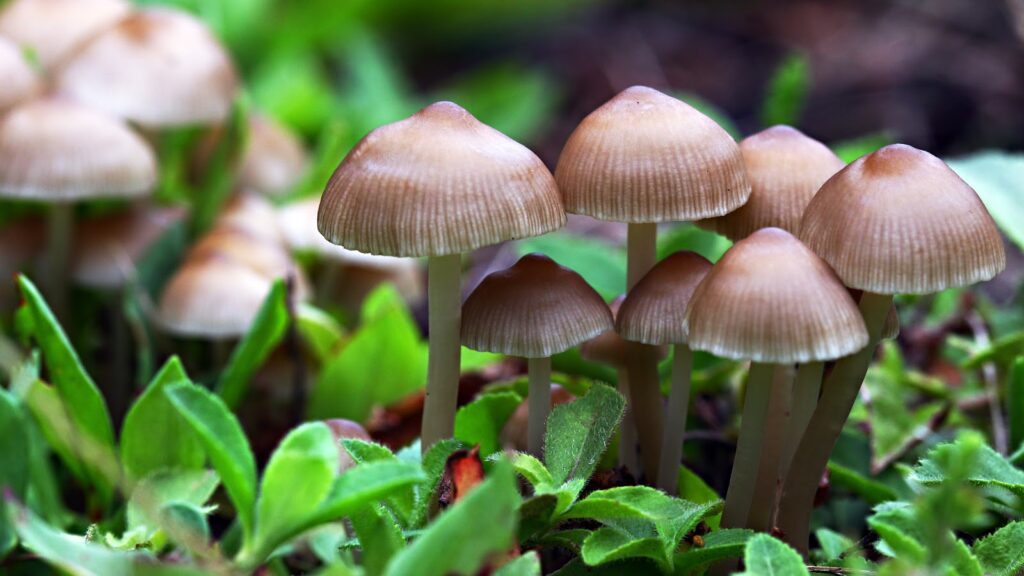 Florida Lawmaker Introduces Bill to Legalize Magic Mushrooms” />  