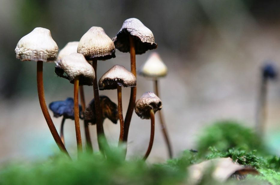 Mushrooms and MDMA have been approved for medical use in australia