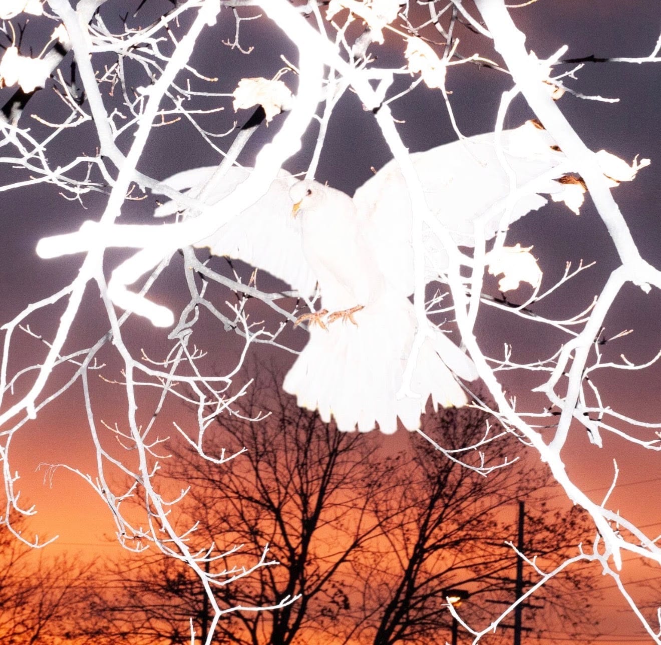 Perfect Person and Holostar Unite on Collaborative EP Some Kind Of Life